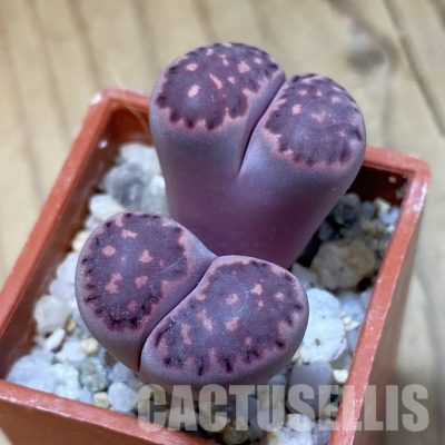 SH34624 Lithops salicola ‘Sato’s Violet’ hybrid