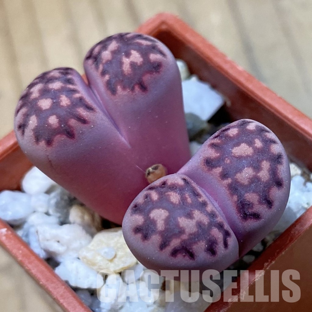 SH34627 Lithops salicola ‘Sato’s Violet’ hybrid