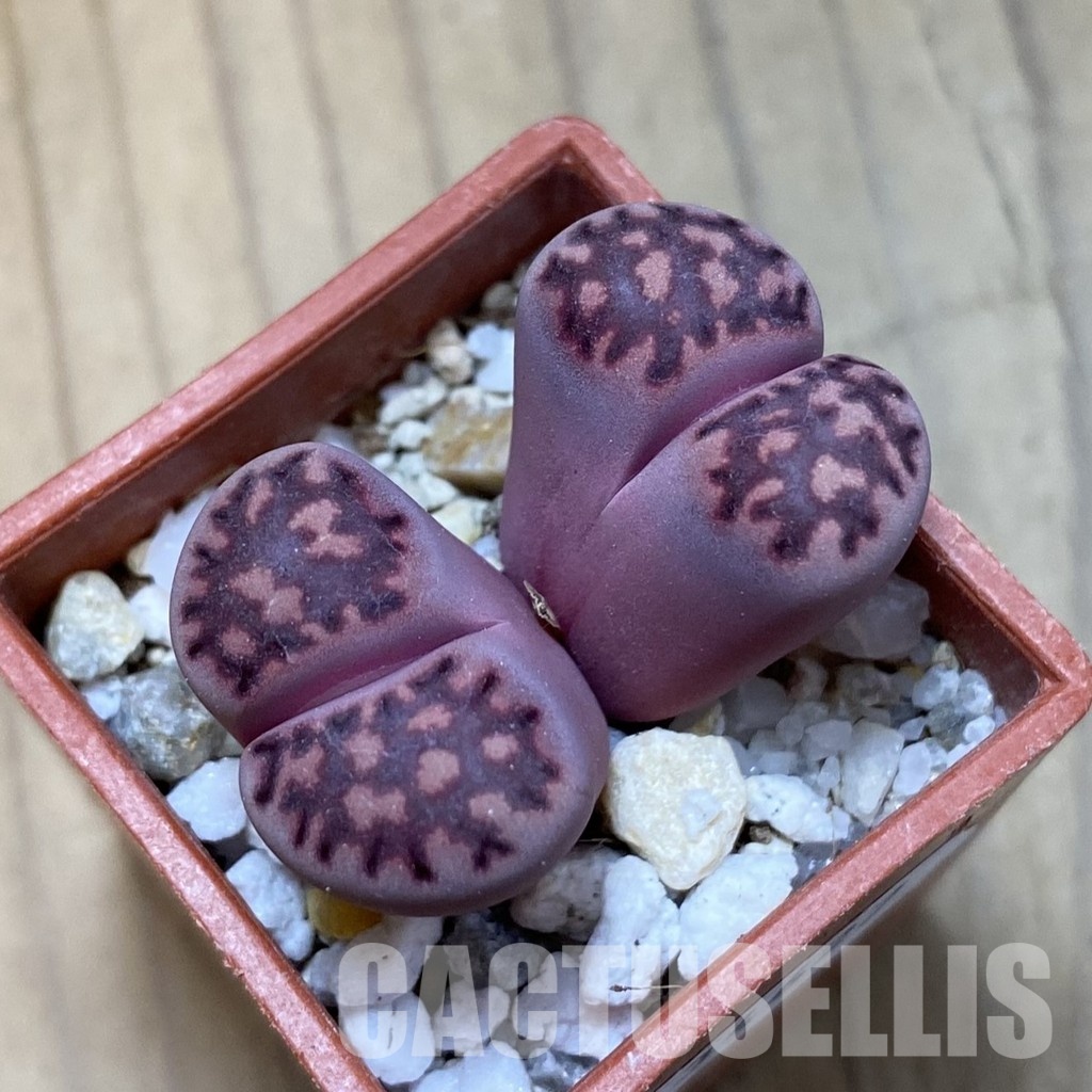 SH34627 Lithops salicola ‘Sato’s Violet’ hybrid - Image 2