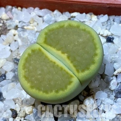 SH34628 Lithops hallii ‘Yellow Biscuit’ select form