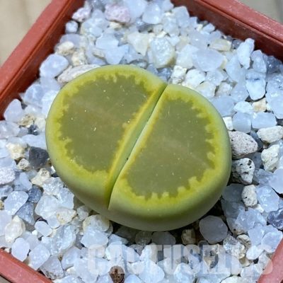 SH34629 Lithops hallii ‘Yellow Biscuit’ select form