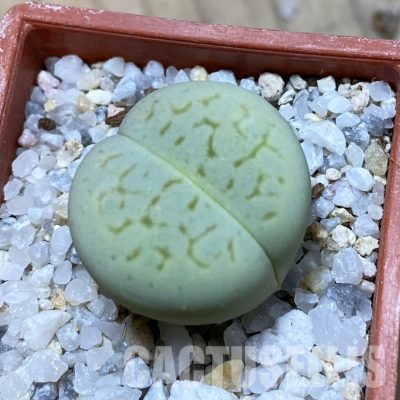 SH34634 Dinteranthus vanzylii 'Emerald'