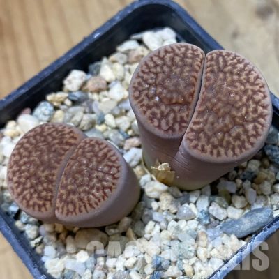 SH34562 Lithops hookeri v. marginata
