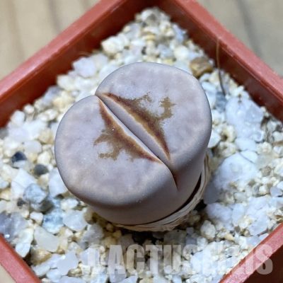 SH34641 Lithops julii 'Hot Lips'