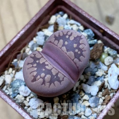 SH34644 Lithops otzeniana ‘Cesky Granat’