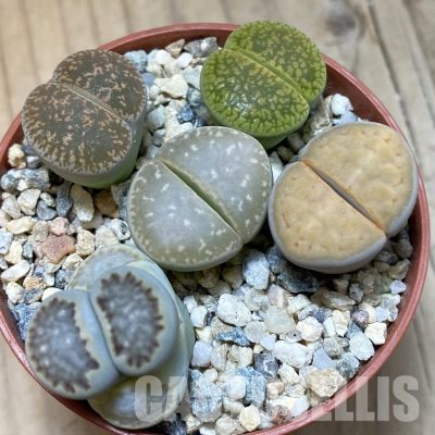 SH34555 Lithops mix