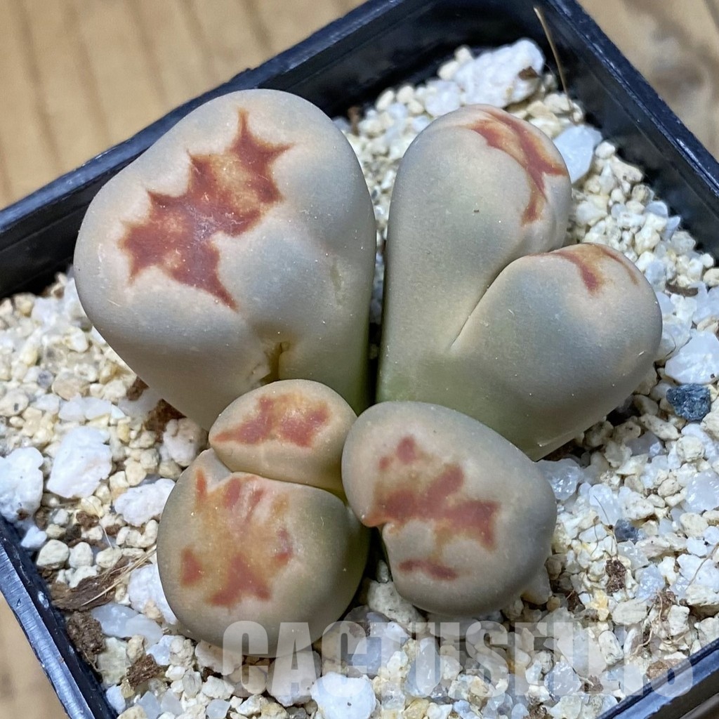 SH34570 Lithops karasmontana v. lateritia f. monstrosa - Image 2
