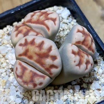 SH34571 Lithops karasmontana v. lateritia f. monstrosa