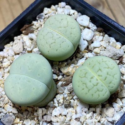 SH34574 Dinteranthus vanzylii ‘Emerald’