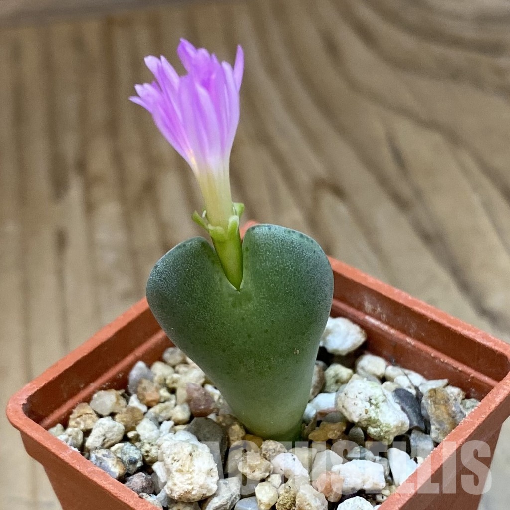 SH34575 Conophytum taylorianum ssp. rosynense EVJ 5518 - Image 2