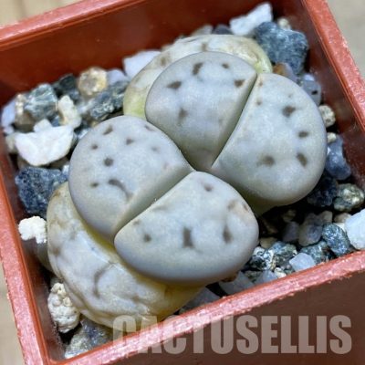 SH34576 Lithops karasmontana v. eberlanzii
