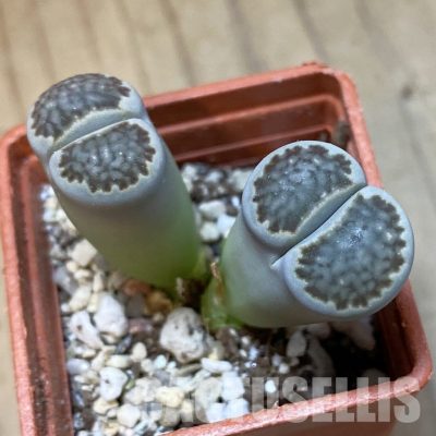 SH34578 Lithops hallii