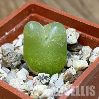 SH34580 Conophytum maughanii