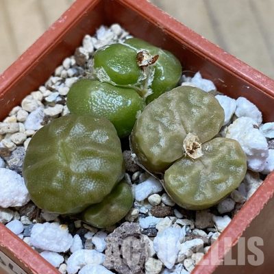 SH34582 Conophytum angelicae ssp. tetragonum, 3 plants seedling