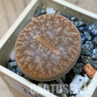 SH34584 Lithops pseudotruncatella v. alpina