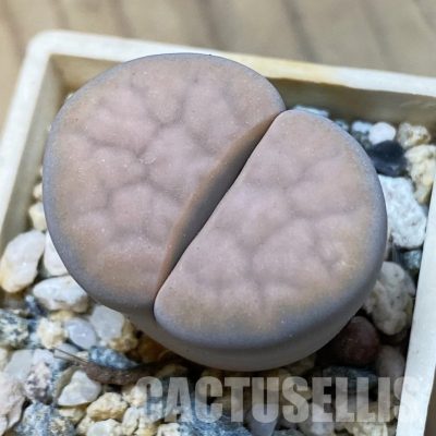 SH34586 Lithops karasmontana v. opalina