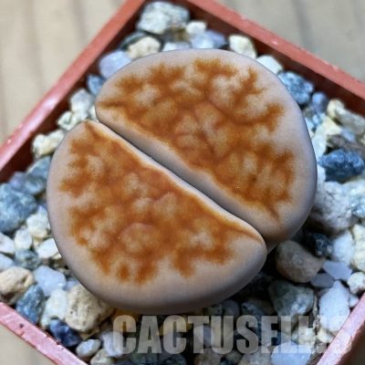SH34587 Lithops karasmontana -Grunau-