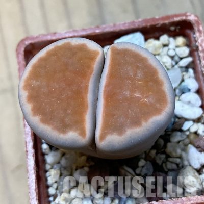 SH34588 Lithops karasmontana v. lateritia
