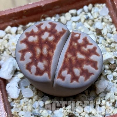 SH34589 Lithops karasmontana 'Top Red'