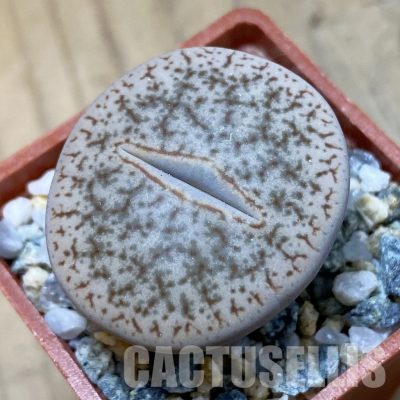 SH34592 Lithops pseudotruncatella