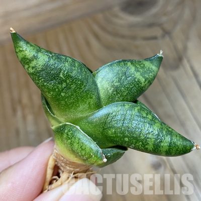 SH34680 Sansevieria ‘Pumpui’