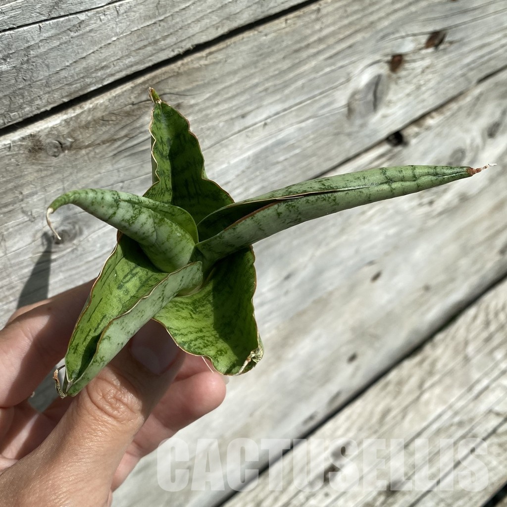 SH34653 Sansevieria ‘White Rhino’ - Image 2
