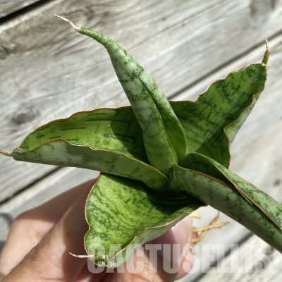 SH34653 Sansevieria ‘White Rhino’