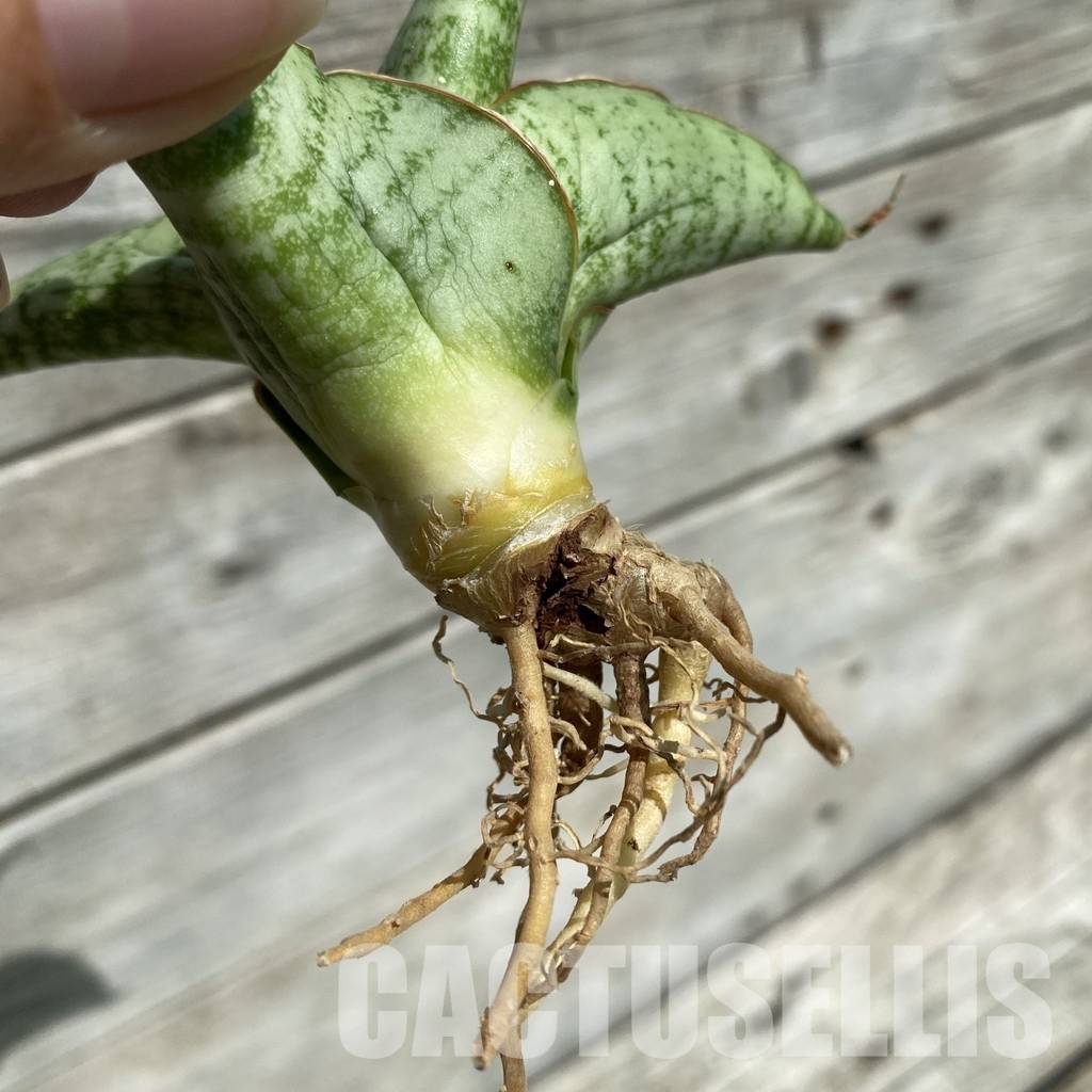 SH34653 Sansevieria ‘White Rhino’ - Image 3