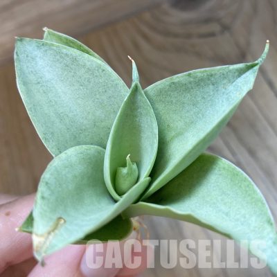 SH34688 Sansevieria 'Marshmallow'