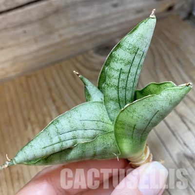 SH34689 Sansevieria ‘Rugby’