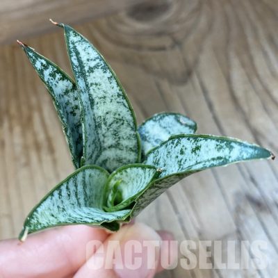 SH34699 Sansevieria ‘Tabby'