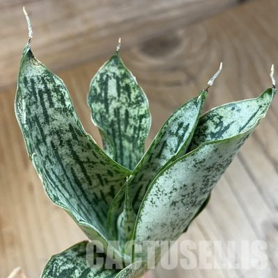 SH34700 Sansevieria ‘Isabella'