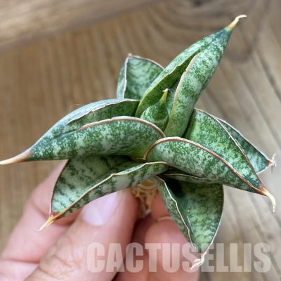 SH34704 Sansevieria ‘Sumo’