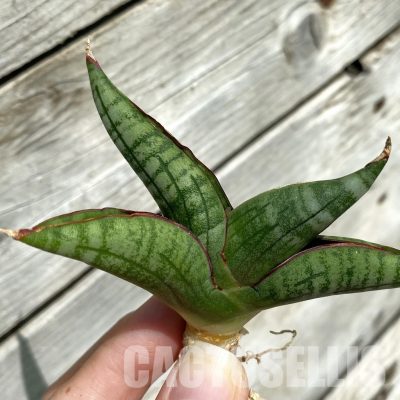 SH34655 Sansevieria ‘Diablo’