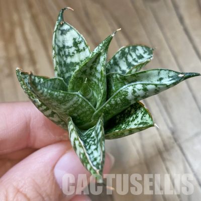 SH34705 Sansevieria hahnii ‘Zebra’