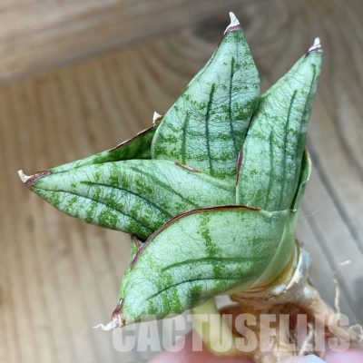 SH34706 Sansevieria ‘Nami'
