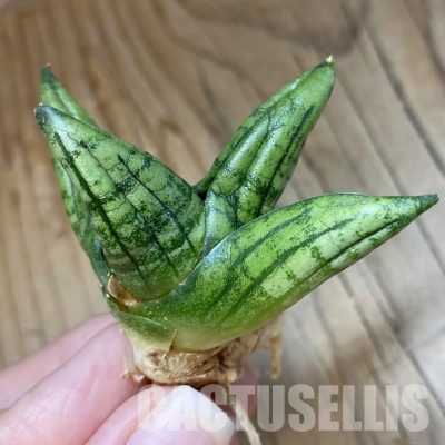 SH34707 Sansevieria 'Little Wing'