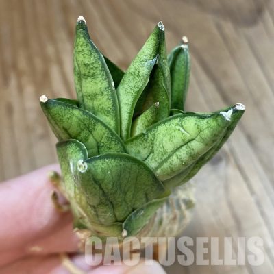 SH34708 Sansevieria ‘Durian’