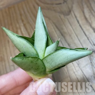 SH34709 Sansevieria 'Little Fox'