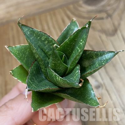 SH34710 Sansevieria ‘Dragon Scale’