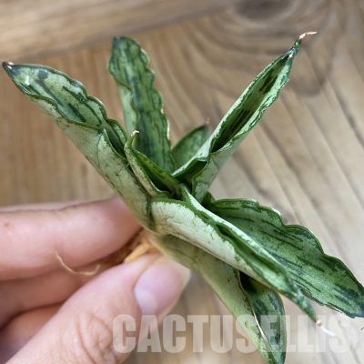 SH34711 Sansevieria ‘Civic'