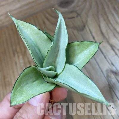 SH34712 Sansevieria ‘Manee Thawee’