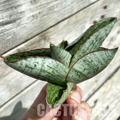 SH34656 Sansevieria 'Great Wall'