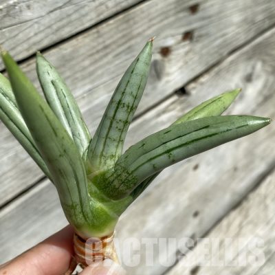 SH34657 Sansevieria ‘Ice man’