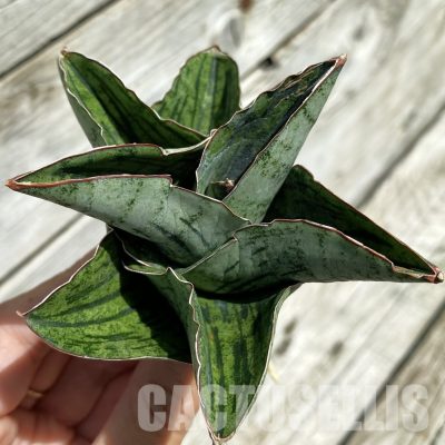 SH34659 Sansevieria ‘Liza’