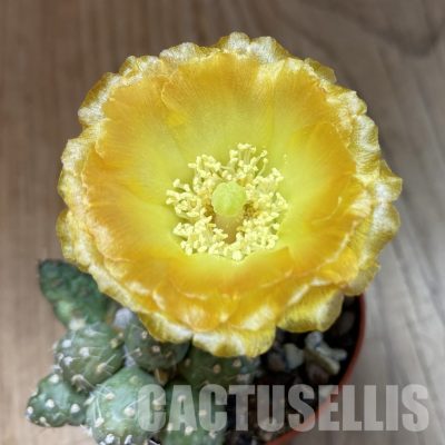 SH34651 Cumulopuntia pentlandii