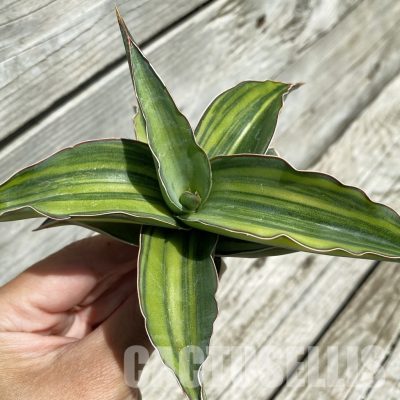 SH34665 Sansevieria ‘Kismaayo’ f. variegata
