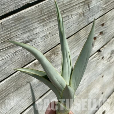 SH34671 Sansevieria 'Krich'