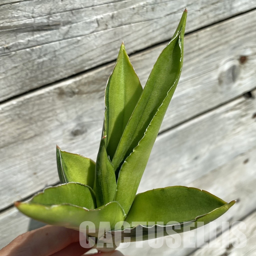 SH34652 Sansevieria 'Andaman' f. variegata - Image 2