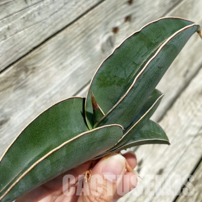 SH34673 Sansevieria ‘Mr blue’